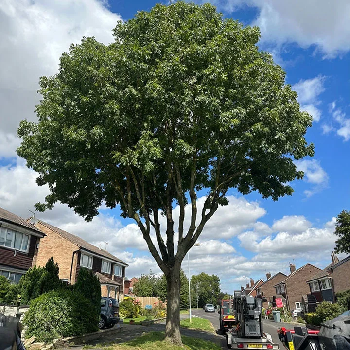 A mature residential tree after crown lifting and pruning