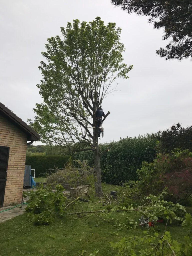 Tree work in progress beside a garden building, with a climber working on the trunk