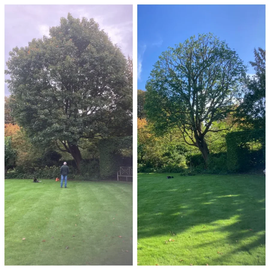 Before and after views of a large garden tree following crown reduction