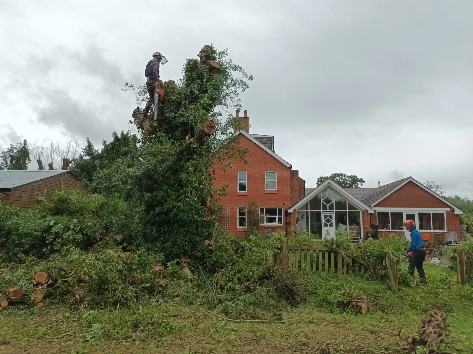Tree removal in progress, with a climber on a partly dismantled tree beside houses and a garden shed