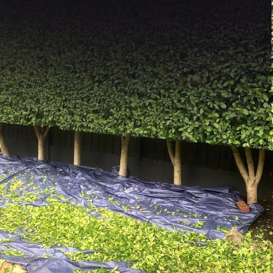 Sharp Hedges cutting a large garden hedge
