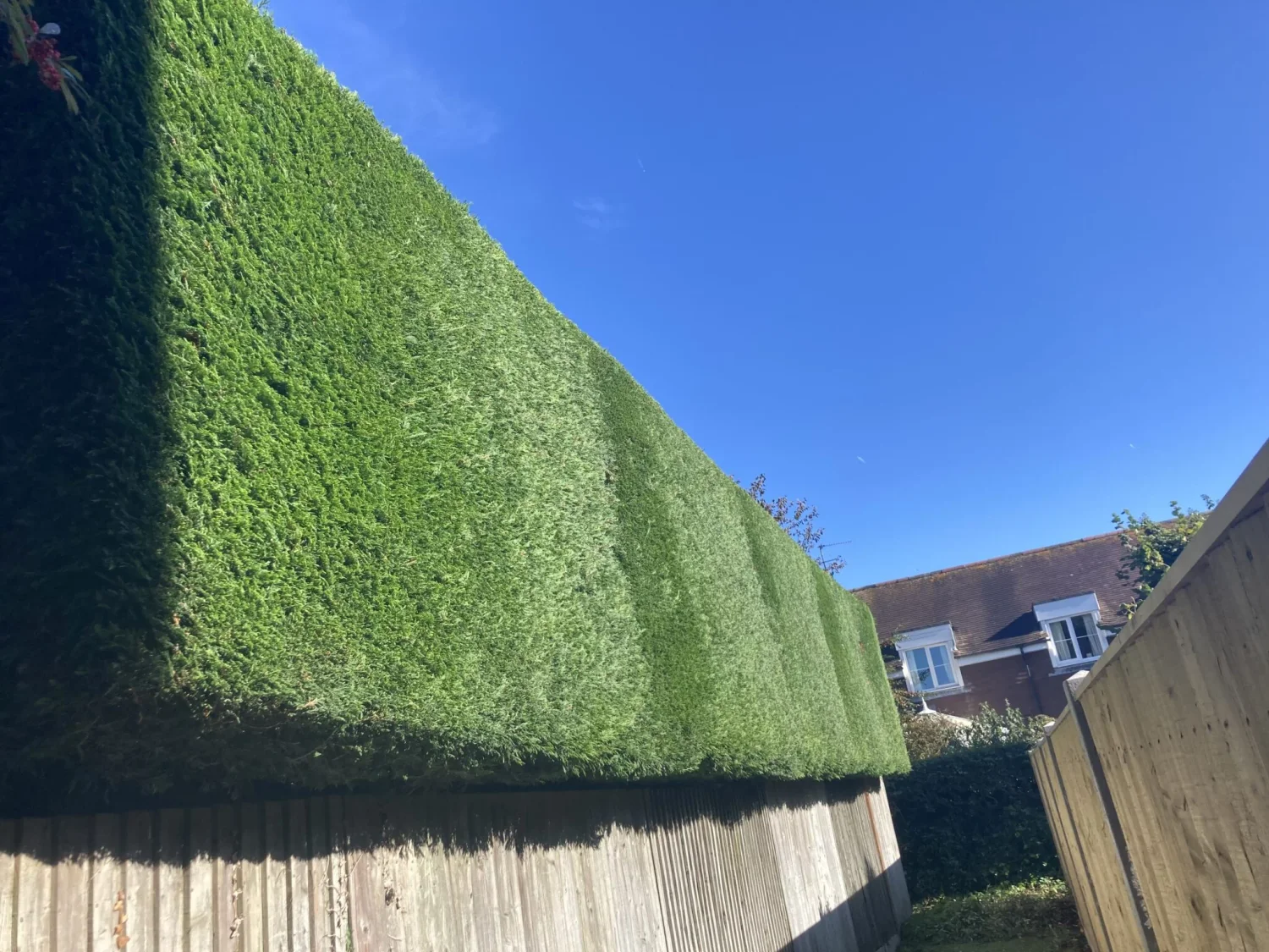 Freshly trimmed hedge in Hartlepool