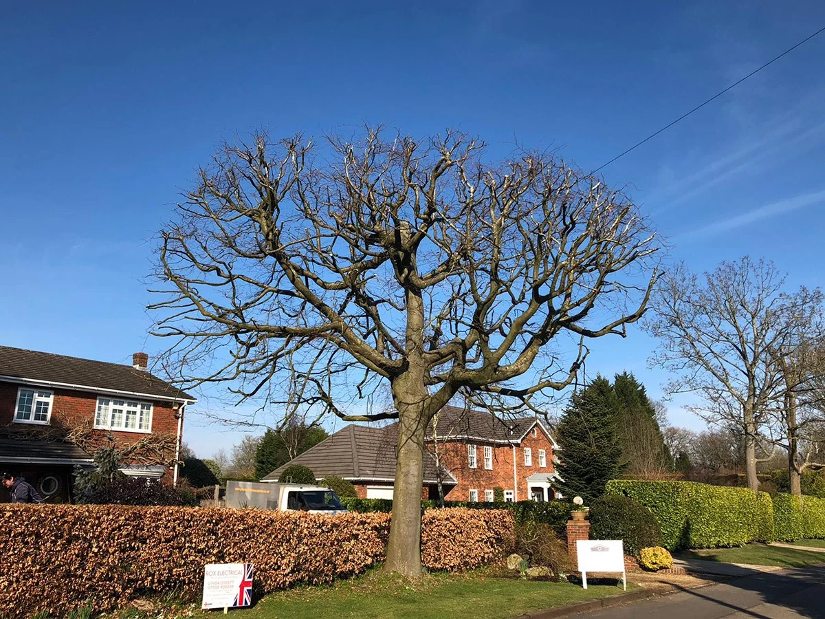 Completed tree crown work with the branch structure visible above a front garden